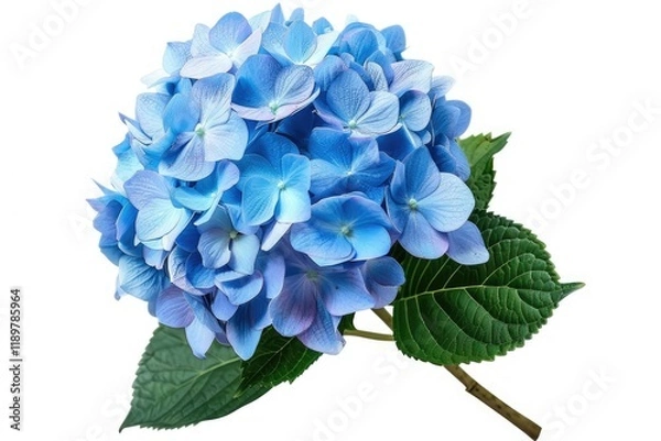 Fototapeta High Quality Visual of Blue Hydrangea Flower Isolated on Transparent Background, Png