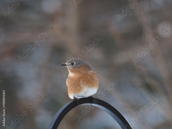 Obraz beautiful eastern bluebird (Sialia sialis) in winter