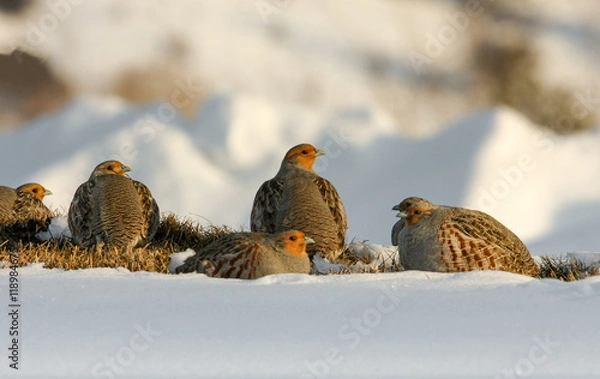 Obraz Szara kuropatwa