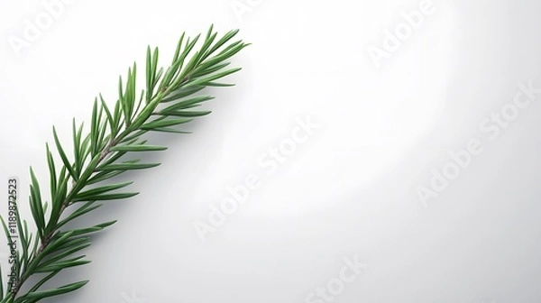 Fototapeta A single green sprig on white background