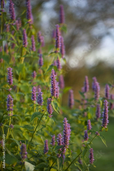 Fototapeta Image of giant Anise hyssop (Agastache foeniculum) in a summer garden