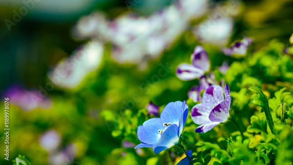 Fototapeta ネモフィラの花畑