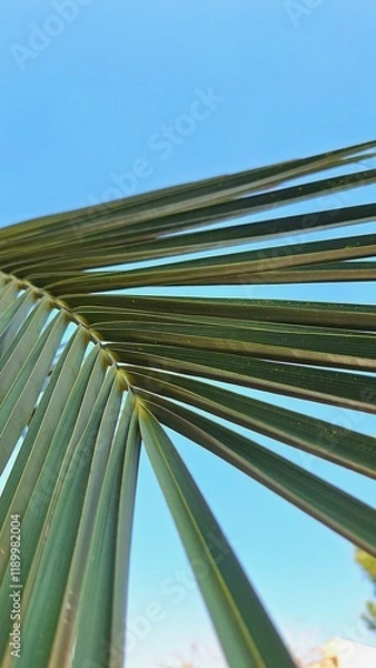 Fototapeta Image of long green leaves of Macrozamia plant against blue sky.