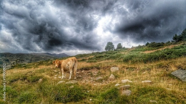 Obraz CoW in mountains