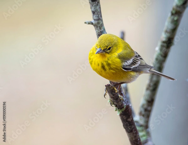 Obraz Gold Finch Perched