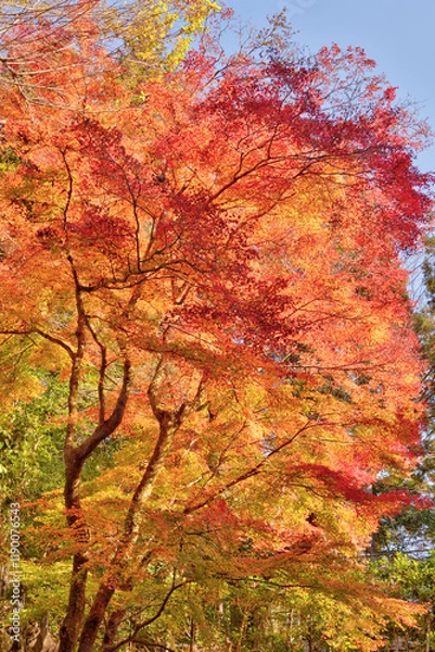 Fototapeta 鞍馬寺の紅葉