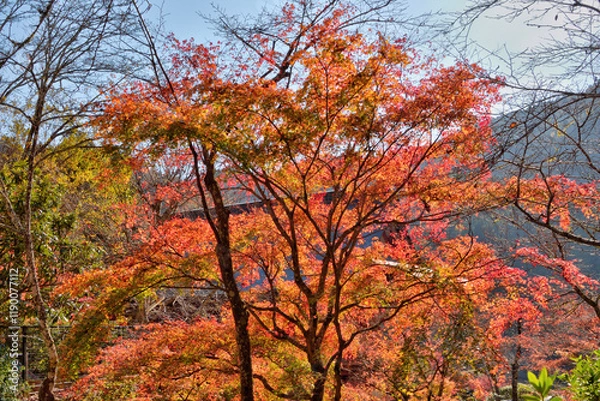 Fototapeta 鞍馬寺の紅葉