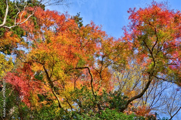Fototapeta 鞍馬寺の紅葉