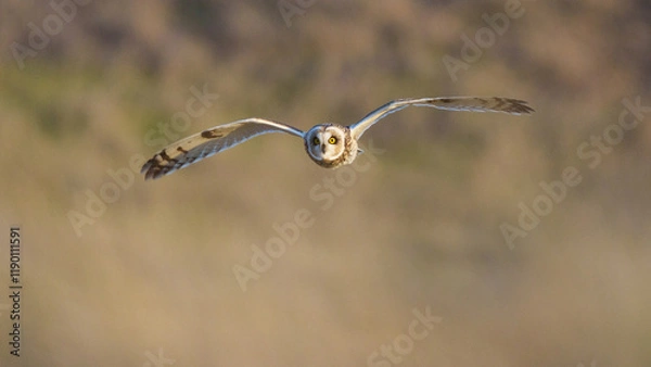 Fototapeta A Short-Eared Owl Hunts Over Tall Grass During the Winter in Oklahoma