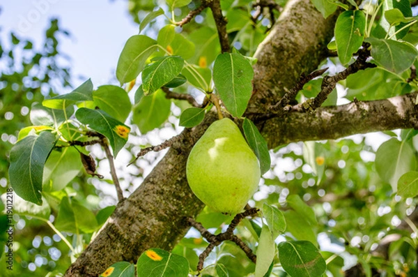 Fototapeta Healthy Organic Pears. Juicy flavorful pears of nature background. Pear on a branch. A pear on a tree (growing). Ripen Bosc Pears on the Tree. organic pears on tree branch