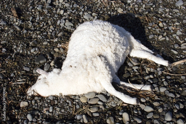 Obraz dead sheep 04