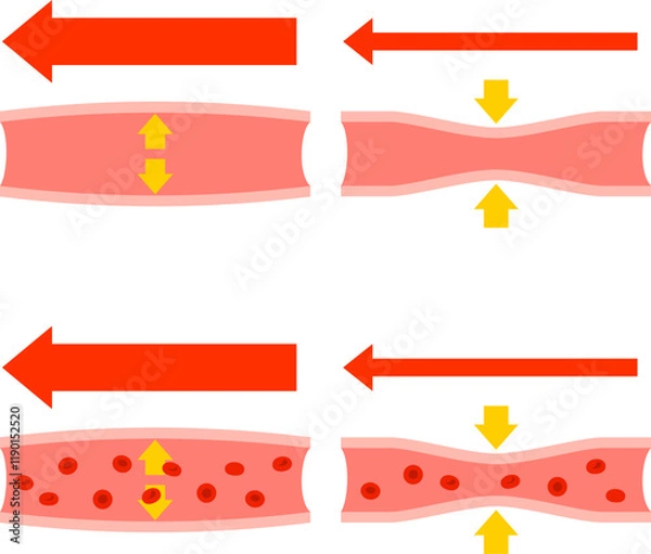 Fototapeta 血管の拡張と収縮のデフォルメイラスト