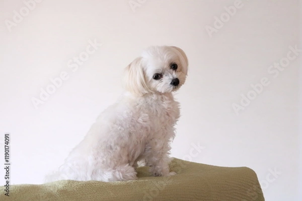 Fototapeta white lemonade