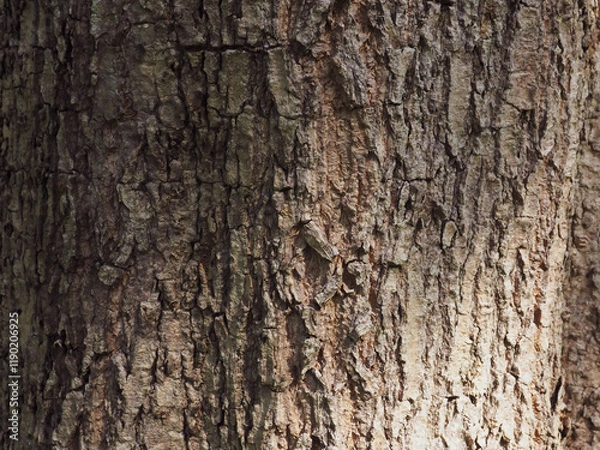 Fototapeta Big tree texture in park for nature and environmental background.