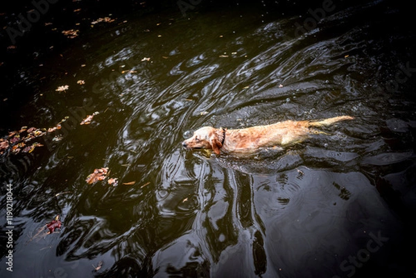 Obraz Dog Swimming