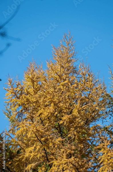 Obraz golden trees in the fall