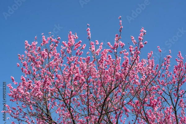 Obraz 青空と満開の花桃