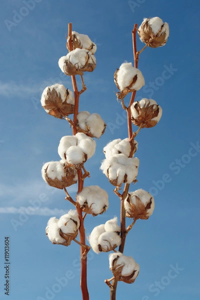 Obraz Baumwolle