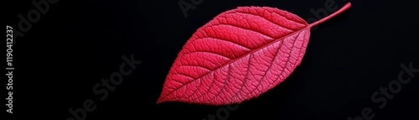 Obraz Crimson Leaf on Black: A single vibrant crimson leaf, rich in detail and texture, is dramatically isolated against a deep black background.
