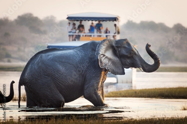 Fototapeta Turyści oglądający słonia przekraczającego rzekę w Chobe National Park w Botswanie, Afryka; Koncepcja podróży safari i podróży po Afryce