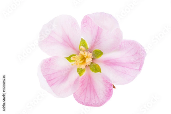 Obraz apple blossom isolated