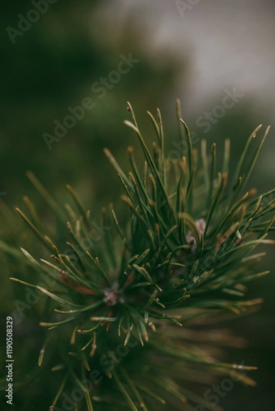 Obraz Spruce pine branches in close-up.