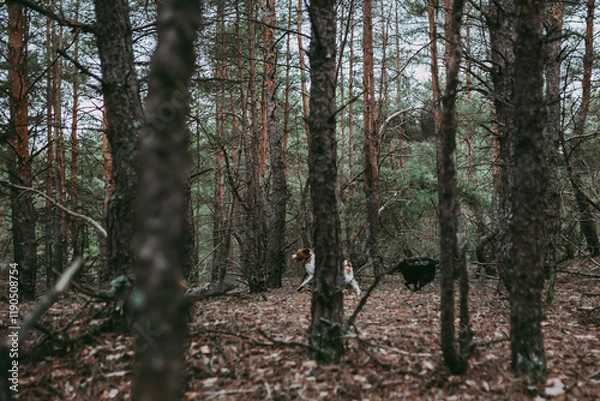 Obraz A British Spaniel dog is on the move against a backdrop of forest and nature.