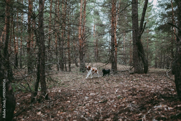 Obraz A British Spaniel dog is on the move against a backdrop of forest and nature.