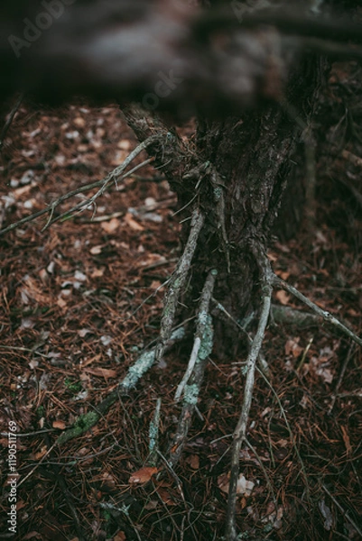 Obraz Pine tree roots, trunk close-up. Spruce pine forest in a dark key.