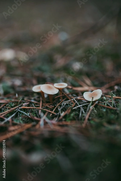 Obraz Non-edible mushrooms in close-up against the background of pine fir needles in a dark key.