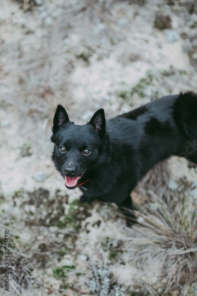 Obraz A small dog of the Schipperke breed is black against the background of nature.