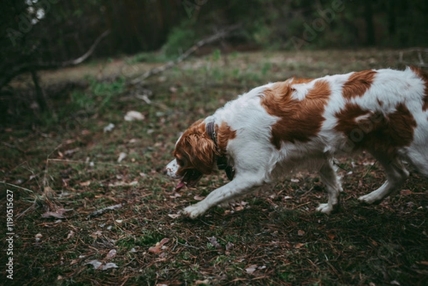 Obraz A British Spaniel dog is on the move against a backdrop of forest and nature.