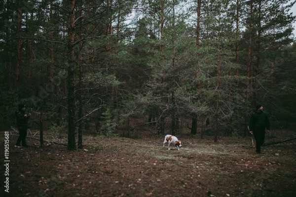 Obraz A British Spaniel dog is on the move against a backdrop of forest and nature.