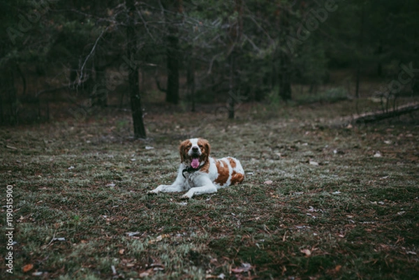 Obraz A British Spaniel dog lies against the background of a forest and nature