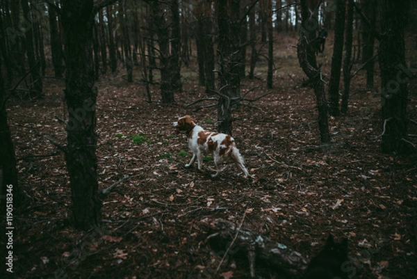 Obraz A British Spaniel dog is on the move against a backdrop of forest and nature.