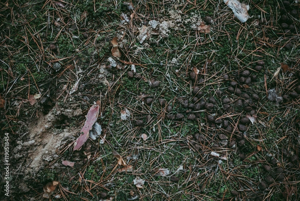 Obraz Excrement of cattle, deer, elk, roe deer in the forest.