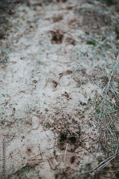 Obraz Traces of a cattle animal in the sand. 