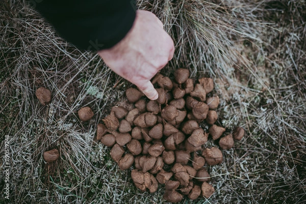 Obraz Excrement of cattle, deer, elk, roe deer in the forest.