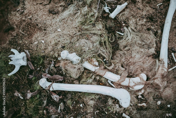 Obraz Animal bones, a close-up skull against a background of greenery on the ground