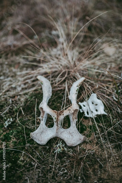 Obraz Animal bones, a close-up skull against a background of greenery on the ground