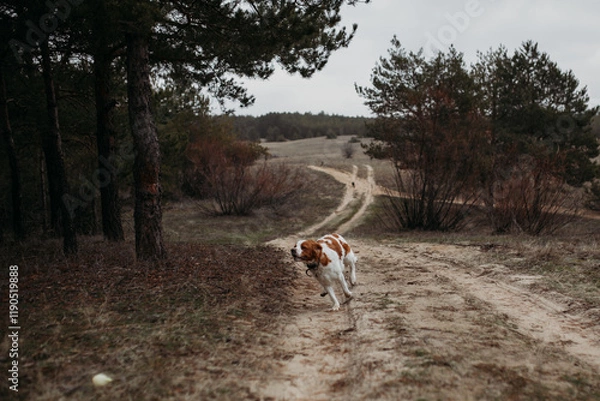 Obraz A British Spaniel dog is on the move against a backdrop of forest and nature.