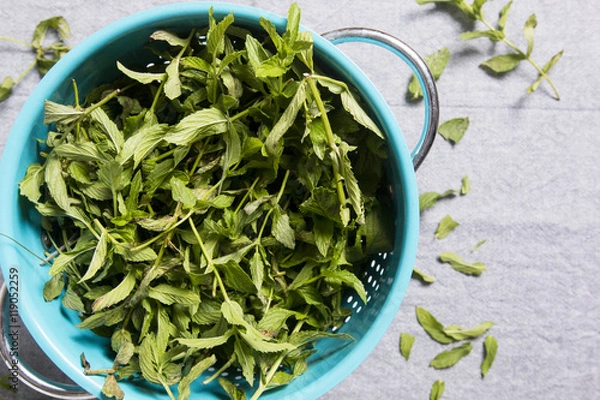 Obraz Preparing mint herb for drying