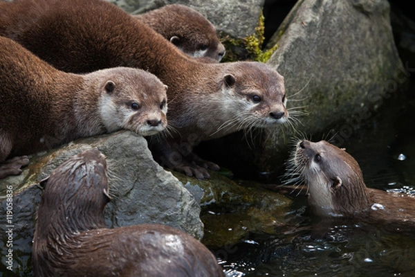 Fototapeta Oriental small-clawed otter (Amblonyx cinerea)