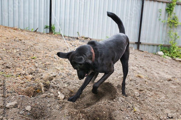 Fototapeta собака роет землю