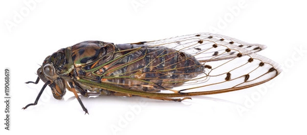 Obraz cicada insect isolated on white background