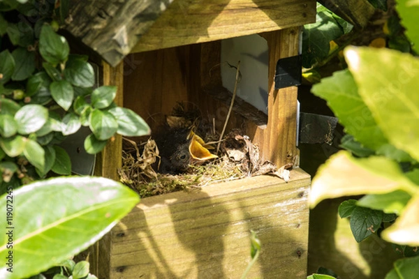 Obraz Feeding Baby Robins