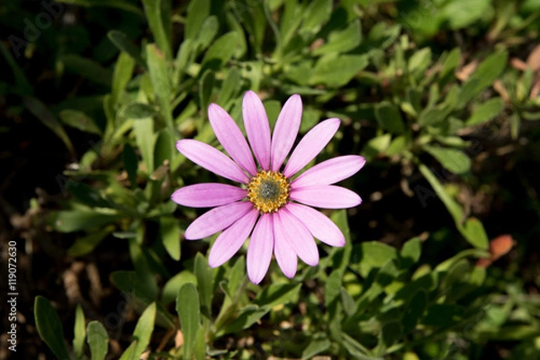 Obraz Pink Single Flower