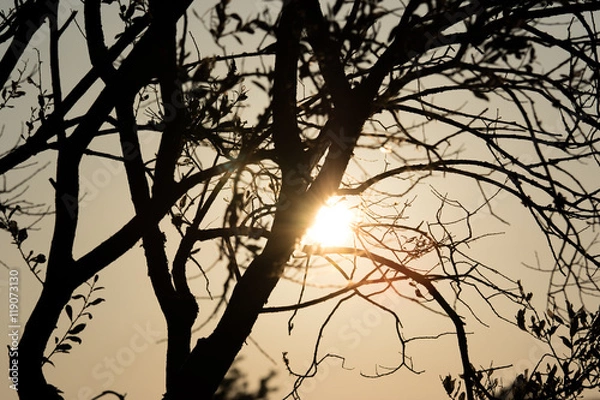 Obraz Sun behind the trees