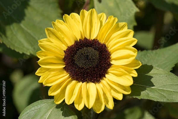 Obraz Sunflower