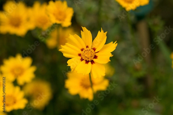 Obraz Yellow Flower